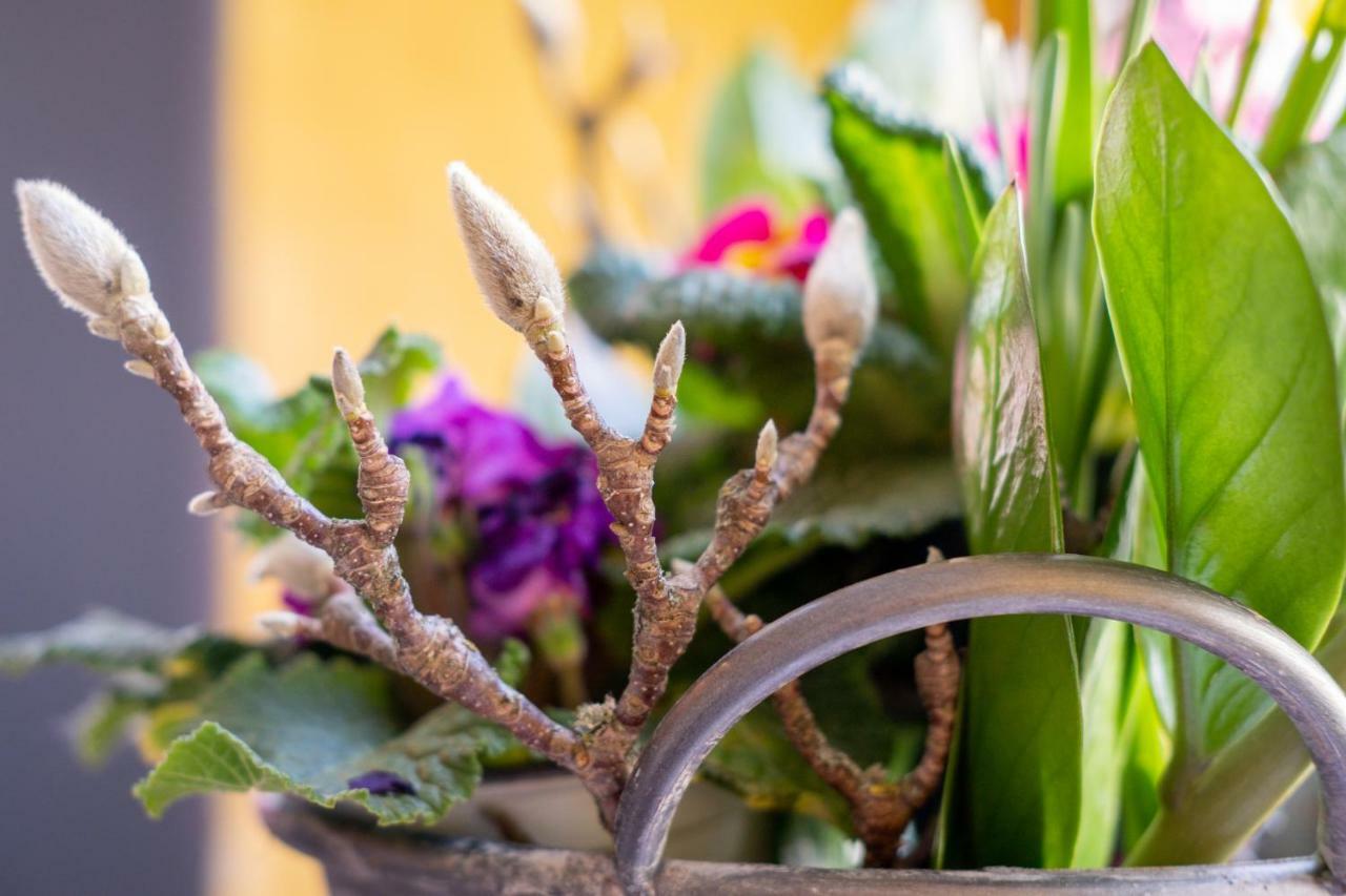Das Mietwerk - Bed & Breakfast Lindau  Buitenkant foto